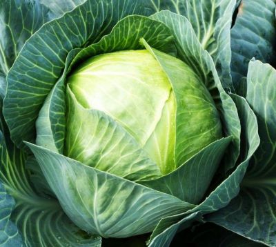 «Стоп, снято!» или Капустник в колледже