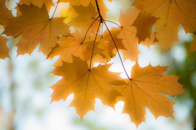 В колледже состоялось родительское собрание